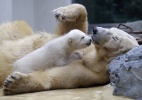 Conhe�a o ursinho Anori, meio irm�o de Knut 
