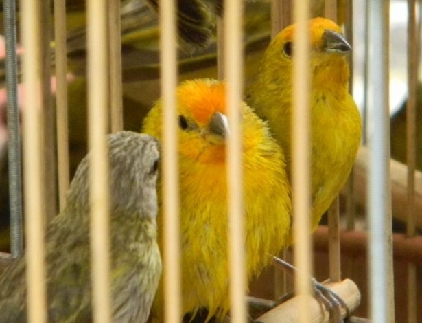 Maioria das aves contrabandeadas tem como habitat as selvas do Peru, Equador e Venezuela