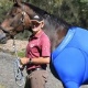 Blog: Supermai&ocirc;s inspiram tratamento e preven&ccedil;&atilde;o de les&otilde;es em cavalos em Londres-2012