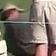 Blog: Golfista mira no buraco, acerta bolinha no peito e leva torcedor a nocaute; assista