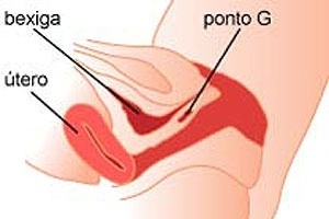 O Ponto G ficaria na parede inferior frontal da vagina