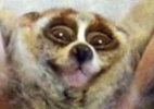 Oi�! Tumblr com imagens em GIF traz breves gestos de bichos