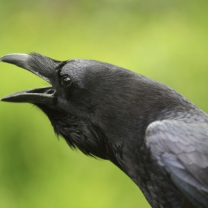 Assim como os seres humanos, os corvos reagem negativamente quando encontram um inimigo
