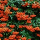 Plantas podem ajudar na segurança da casa, veja como usá-las corretamente