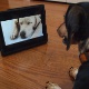 Canal de televisão só para cães funciona em tablets e smartphones