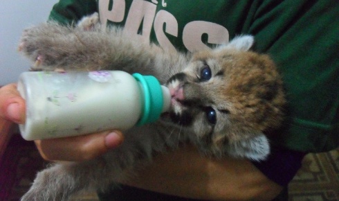 Divulga��o/Associa��o de Prote��o de Animais Silvestres de Assis