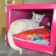 Americana (SP) transforma monitor <br>de computador  em cama para gatos