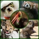 Álbum mostra os bichos que viraram notícia na semana; veja imagens