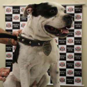 A Polícia Civil resgatou o cachorro Zeca, roubado durante um assalto a condomínio no bairro da Aclimação, zona sul de São Paulo, na última terça (22)