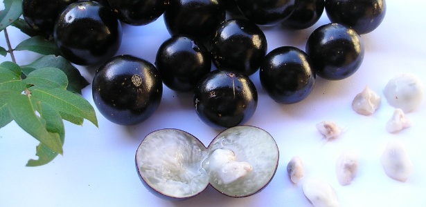 Com polpa branca e suculenta, os frutos da jabuticabeira normalmente são saboreados in natura