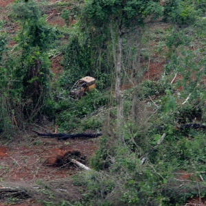 Trator derruba mata em São Félix do Xingu, no Pará 