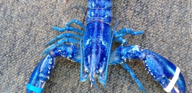 Belíssima lagosta azul capturada por pescadores no Canadá