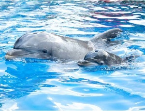 Esse � o mais novo filhote do parque SeaWorld