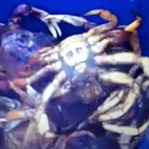 Caranguejo encontrado em estuário americano, traz no corpo uma imagem que se parece com Jesus e Bin Laden