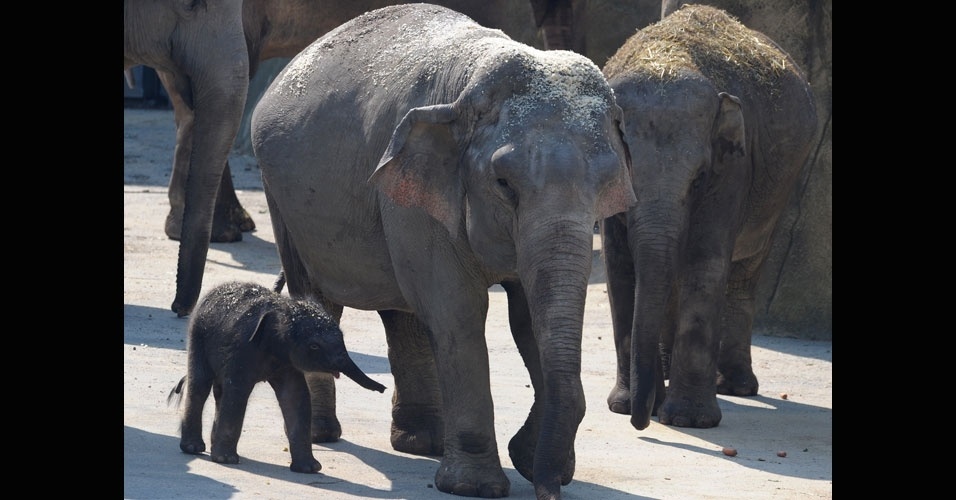  - 27jul2012---o-filhote-de-elefante-bindi-de-apenas-dois-dias-de-vida-caminha-nesta-sexta-feira-27-perto-da-mamae-shu-tu-zar-no-zoologico-de-cologne-na-alemanha-1343391498713_956x500