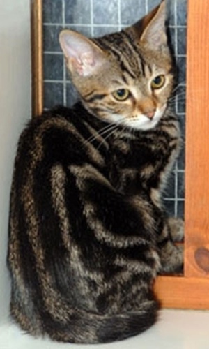 Cats Protection Dartford Cats Protection Dartford