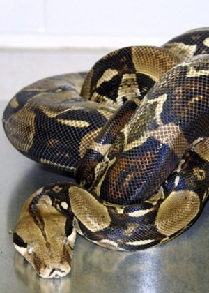 Mal afeta cobras constritoras, como jiboias e sucuris