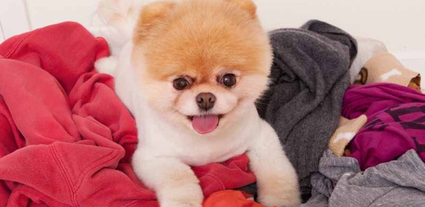 Boo é um cachorrinho engraçado que faz sucesso na internet