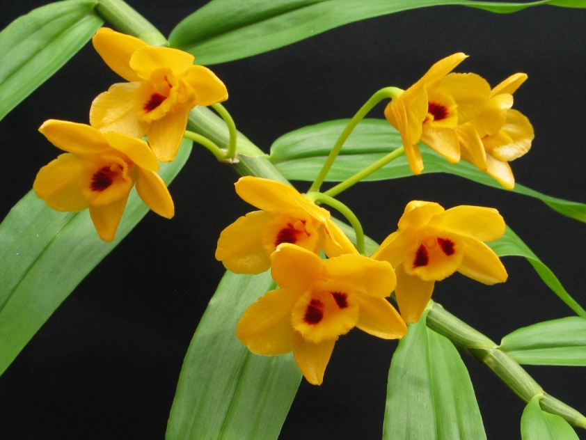 Hoa Phong Lan Vi T Vietnam Orchids Lan Phi I P V Ng Dendrobium Chrysanthum Wallich Ex Lindley
