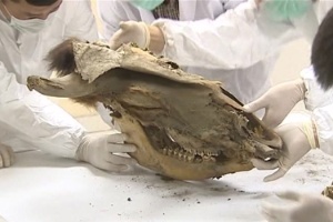 Em setembro, cientistas encontraram também na Sibéria restos de um
