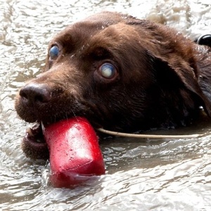 Labrador de dez anos venceu prêmio nacional britânico na categoria esportes aquáticos