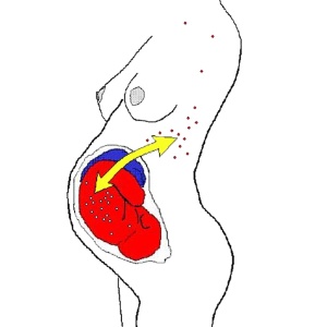 Mãe e feto trocam células e DNA durante a gravidez, e material pode ficar alojado no sangue, nos ossos e no cérebro das mulheres