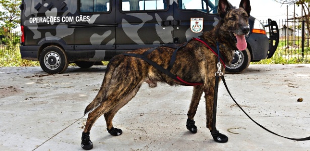 Anthrax usa botas especiais que devem ajudar no desempenho dos animais em terrenos escorregadios