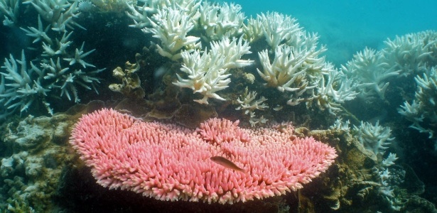 'Nova camada' de arrecife foi encontrada a mais de cem metros de profundidade, no norte da Austrália