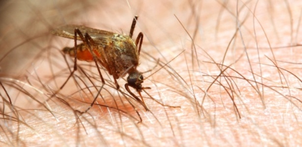 A fêmea do mosquito Anopheles transmiste malária