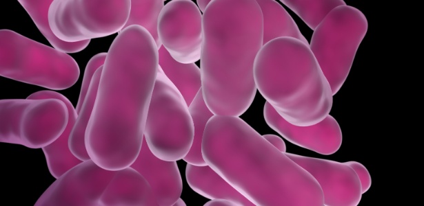 Bactérias do gênero "Lactobacillus" são as mais empregadas em suplementos probióticos para alimentos