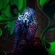 Robert Plant e Fernando & Sorocaba são atrações musicais do final de semana em Curitiba - Leonardo Soares de Souza/UOL