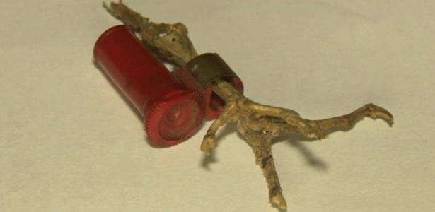 Resto de pata de pombo espião usado durante a Segunda Guerra para transportar mensagens secretas