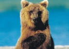 Animal Planet
