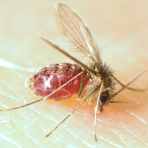 O mosquito-palha "L. longipalpis" é o principal transmissor da leishmaniose visceral no Brasil