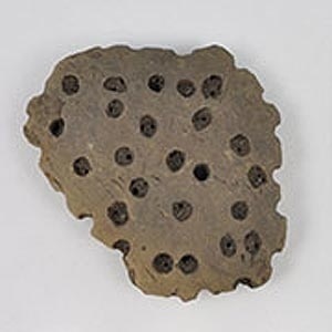 Fragmento de pote de barro encontrado na Polônia prova que o homem pré-histórico já produzia queijo 