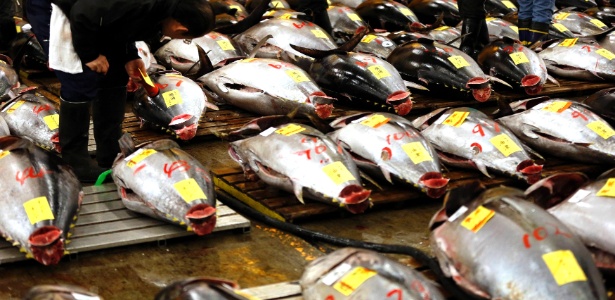 5.jan.2013 - Um comprador verifica atum fresco no mercado de peixes de Tsukiji, o maior do mundo, em Tóquio, antes do leilão de Ano-Novo. O atum-azul, espécie mais nobre e procurada do peixe, encontra-se em risco de extinção no oceano Pacífico, com polêmica internacional quanto à restrição de sua pesca