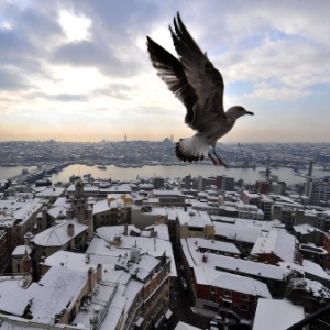 Gaivota voa no céu de Istambul, na Turquia