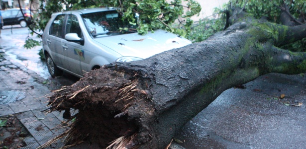 Chuva que atingiu Belo Horizonte provocou queda de árvores, como na rua Peçanha, no bairro Carlos Prates