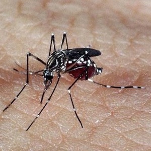 A ação teve o objetivo de eliminar os focos do mosquito "Aedes aegypti", transmissor da doença