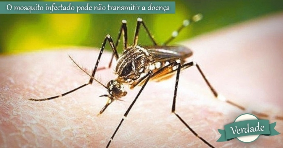 Vacina da dengue testada em humanos tem eficiência de 56%, diz estudo