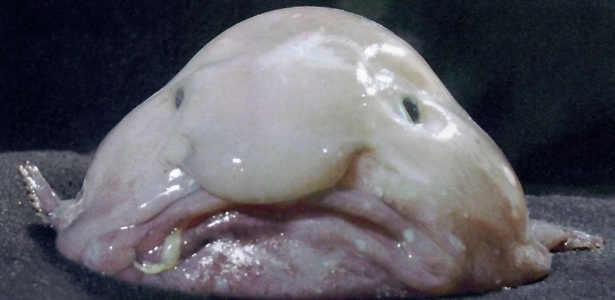 O blobfish ("Psychrolutes marcidus") é um peixe encontrado nas profundezas do oceano perto da Austrália