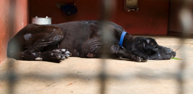 Canil com cães de grande porte é abandonado em Bauru (SP); animais sofriam maus-tratos