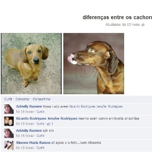  - 19fev2013---a-dona-de-lion-cao-desaparecido-em-voo-da-tam-postou-em-sua-pagina-duas-fotos-comparando-lion-com-o-cachorro-encontrado-em-ceilandia-1361287077959_300x300