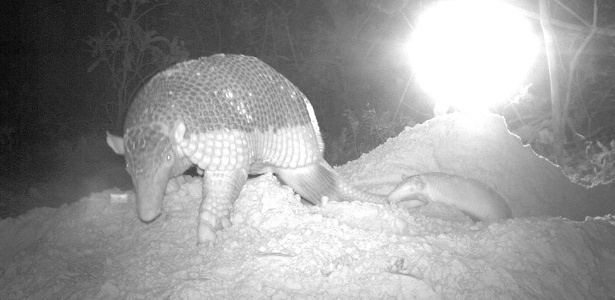 Armadilhas foram instaladas para flagrar mãe e filhote no pantanal