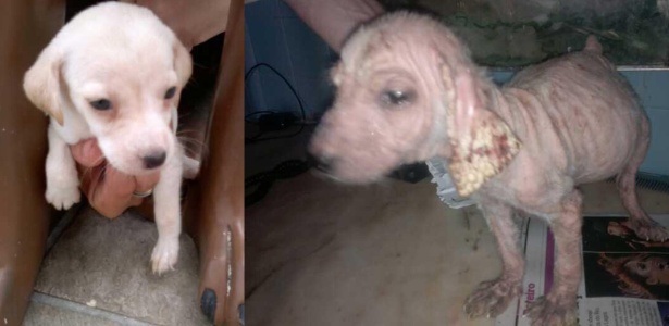 A cadela Branquinha aparece nesta montagem primeiro com 15 dias de vida, quando foi abrigada na hospedaria Anjo de 4 Patas, no Rio de Janeiro, e depois com cinco meses, após ser retirada do local
