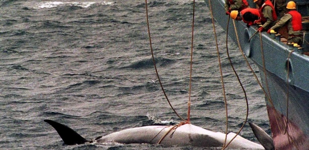 Navio japonês Yushin Maru captura baleia no oceano Antártico; manutenção da prática foi defendida pelo atual ministro da Agricultura e da Pesca do país por se tratar uma "tradição japonesa"