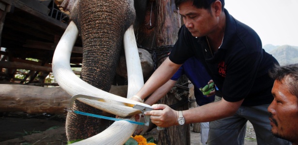 Homem apara presas de elefante na Tailândia para que o animal possa comer melhor. O ato também é uma forma de alertar o público sobre a caça ilegal e os riscos do corte de presas sem o devido cuidado. Ambientalistas afirmam que a solução para conter o contrabando de marfim é a proibição do comércio legal