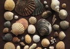 Descubra de qu� s�o feitas as conchas