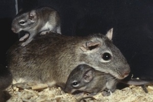 O rato-rabudo, também conhecido em partes do Nordeste como punaré ou rato-boiadeiro
