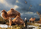 Cientistas descobrem que camelos viviam perto do Canad�; saiba mais